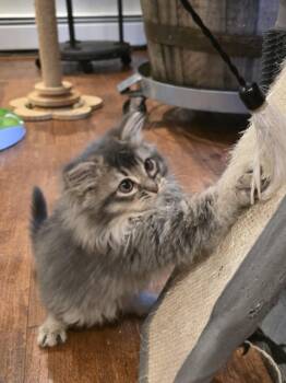 Domestic Long Hair Cats Available for Adoption - Sylfae | PetCurious