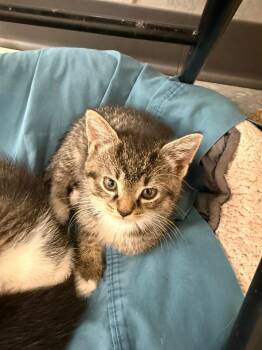 Stars -  Domestic Short Hair Cat for Adoption in Syracuse, Indiana - Stars | PetCurious