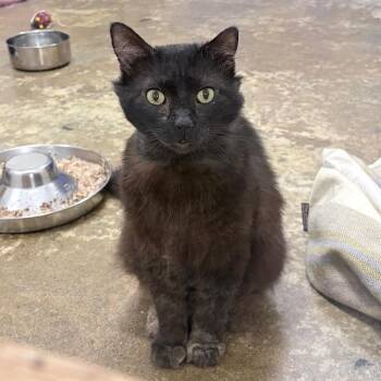Beans -  Domestic Short Hair Cat for Adoption in Los Angeles, California - Beans | PetCurious