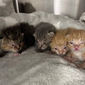 Domestic Short Hair Cats Available for Adoption in Wheeling, Illinois - Katniss | PetCurious