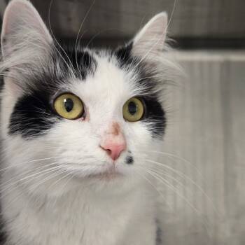 Rescue Domestic Medium Hair Cats for Adoption in Chicago, Illinois - Marilyn | PetCurious