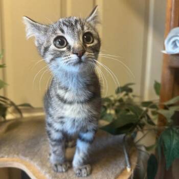 Rescue Tabby Cats for Adoption in Thayne, Wyoming - Nutty | PetCurious