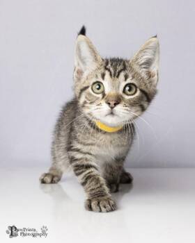 Baxter -  Domestic Short Hair Cat for Adoption in Maryville, Tennessee - Baxter | PetCurious
