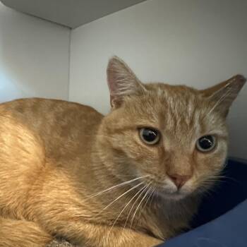 Mitchell -  Domestic Short Hair Cat for Adoption in Matteson, Illinois - Mitchell | PetCurious