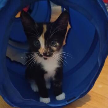 Whitney -  Domestic Short Hair Cat for Adoption in Cumming, Georgia - Whitney | PetCurious