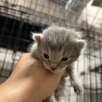 Dolly Purrton -  Domestic Short Hair Cat for Adoption in Branson, Missouri - Dolly Purrton | PetCurious