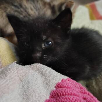 Domestic Short Hair Cats Available for Adoption in Vieques, Vieques - Millton | PetCurious