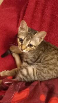Rescue Tabby Cats for Adoption in Brampton, Ontario - Tabolt | PetCurious