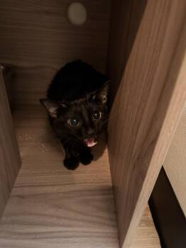 Stubby -  Domestic Short Hair Cat for Adoption in Dallas, Texas - Stubby | PetCurious