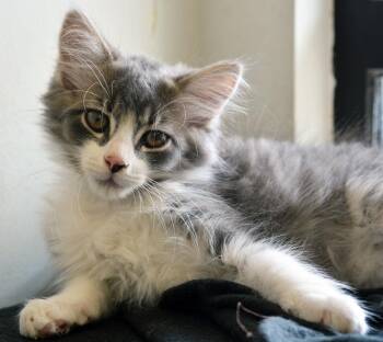 Domestic Medium Hair Cats Available for Adoption in San Clemente, California - JEREMY | PetCurious