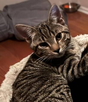 Fox -  Domestic Short Hair Cat for Adoption in Clayton, New Jersey - Fox | PetCurious