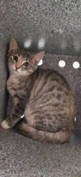 Aurora -  Domestic Short Hair Cat for Adoption in Henderson, North Carolina - Aurora | PetCurious