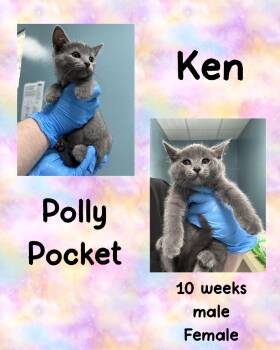 Domestic Short Hair Cats Available for Adoption in Holbrook, New York - POLLY POCKET | PetCurious