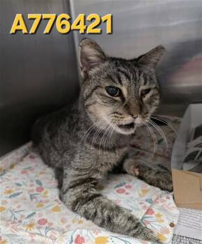 Rescue Domestic Short Hair Cats for Adoption in San Antonio, Texas - PINTO | PetCurious