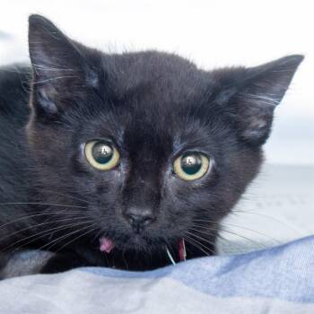 POPPY -  Domestic Medium Hair Cat for Adoption in St. Louis, Missouri - POPPY | PetCurious