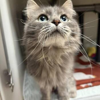 Buffy -  Domestic Long Hair Cat for Adoption in Jacksboro, Tennessee - Buffy | PetCurious