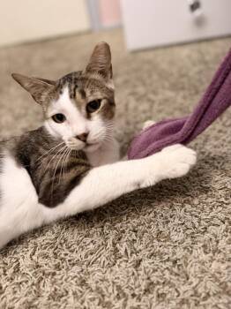 Sevro Au Barca -  Domestic Short Hair Cat for Adoption in Chandler, Arizona - Sevro Au Barca | PetCurious