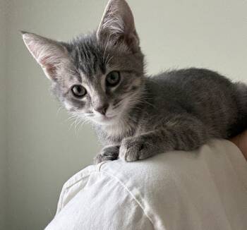 Rescue Domestic Short Hair Cats for Adoption in Greenville, South Carolina - Sleepy Hollow - CW | PetCurious