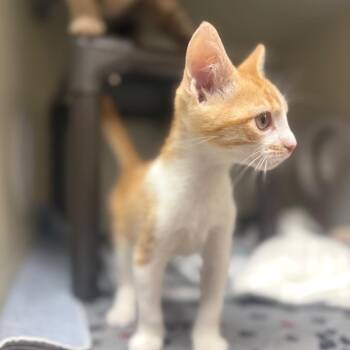 Caribbean -  Domestic Short Hair Cat for Adoption in Jacksboro, Tennessee - Caribbean | PetCurious