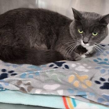 Rescue Domestic Short Hair Cats for Adoption in Fincastle, Virginia - Lucky | PetCurious