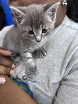 Sandpiper -  Domestic Short Hair and Tabby Cat Available for Adoption in Greensboro, North Carolina - Sandpiper | PetCurious