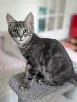 Matterhorn -  Tabby Cat for Adoption in Richmond, Virginia - Matterhorn | PetCurious