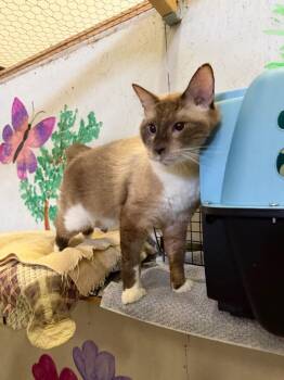 Oscar -  Siamese Cat for Adoption in Saint James City, Florida - Oscar | PetCurious
