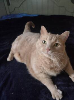 Lou -  Domestic Short Hair Cat for Adoption in Albany, New York - Lou | PetCurious