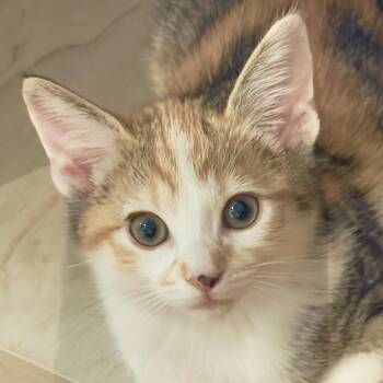 Domestic Short Hair Cats Available for Adoption in Irvine, California - Jennifer | PetCurious