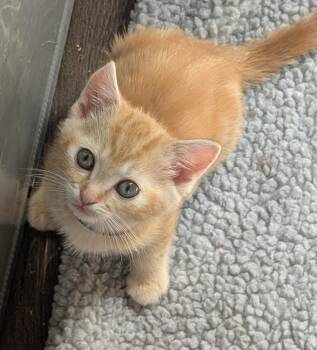 Domestic Short Hair Cats Available for Adoption - Cheeto | PetCurious