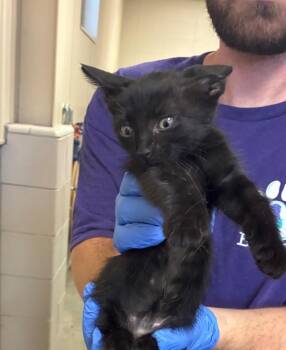 Eli -  Domestic Short Hair Cat for Adoption in Bossier City, Louisiana - Eli | PetCurious