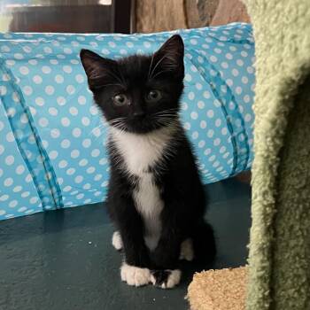 Swirl -  Domestic Short Hair Cat for Adoption in Waynesville, North Carolina - Swirl | PetCurious
