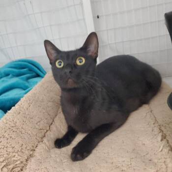 Frannie -  Domestic Short Hair Cat for Adoption in Diamond Springs, California - Frannie | PetCurious