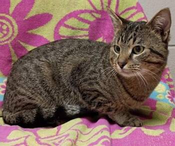 Domestic Short Hair Cats Available for Adoption - Frankie | PetCurious