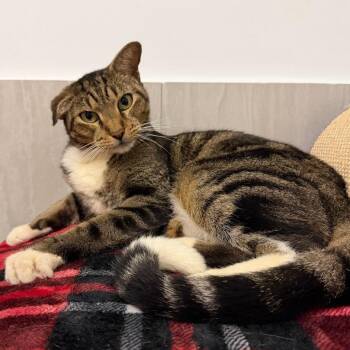 Lightning -  Domestic Short Hair Cat for Adoption in Jupiter, Florida - Lightning | PetCurious