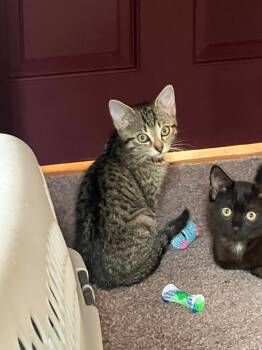 Stella -  Domestic Short Hair Cat for Adoption in Johnson City, Tennessee - Stella | PetCurious