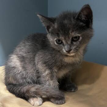 Domestic Short Hair Cats Available for Adoption in Chattanooga, Tennessee - Honey Bunches | PetCurious