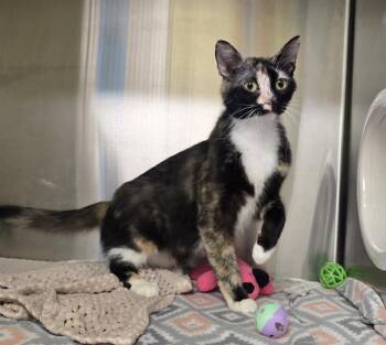 Domestic Short Hair Cats Available for Adoption in Dickson, Tennessee - Lilly | PetCurious