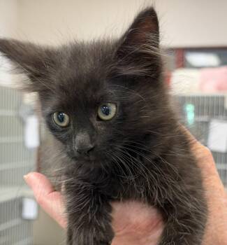 Ragnar -  Domestic Medium Hair Cat for Adoption in Slidell, Louisiana - Ragnar | PetCurious