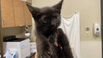 LICORICE -  Domestic Medium Hair Cat Available for Adoption in Modesto, California - LICORICE | PetCurious