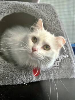 Domestic Long Hair Cats Available for Adoption in Grand Rapids, Michigan - Gardenia | PetCurious