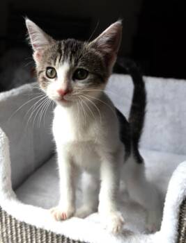 TURNIP -  Domestic Short Hair Cat for Adoption in Burbank, California - TURNIP | PetCurious
