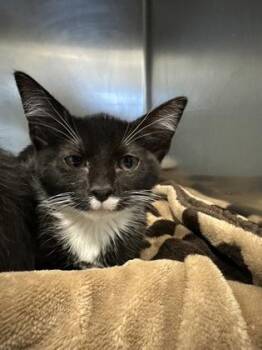 Chocolate Chip -  Domestic Short Hair Cat for Adoption in Fort Worth, Texas - Chocolate Chip | PetCurious