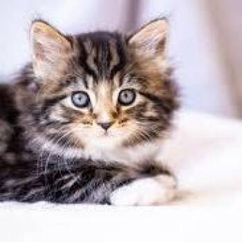 Frank -  Domestic Medium Hair Cat for Adoption in Lake Jackson, Texas - Frank | PetCurious