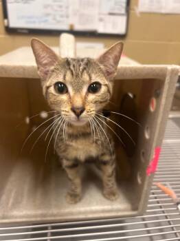 Paris -  Domestic Short Hair Cat for Adoption in Douglasville, Georgia - Paris | PetCurious