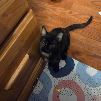 Bastet -  Domestic Short Hair Cat for Adoption in Saint Paul, Minnesota - Bastet | PetCurious