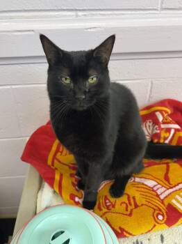 Cher -  Domestic Short Hair Cat for Adoption in Wantagh, New York - Cher | PetCurious