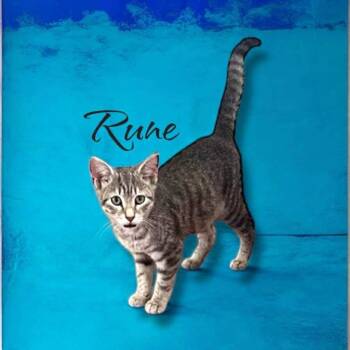 Rescue Domestic Short Hair Cats for Adoption in Nashville, Georgia - Rune | PetCurious