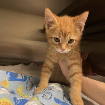 Prince Chowder -  Domestic Short Hair Cat for Adoption in Bristol, Indiana - Prince Chowder | PetCurious