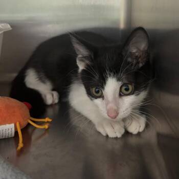 Driver -  Domestic Short Hair Cat for Adoption in Lakeland, Florida - Driver | PetCurious